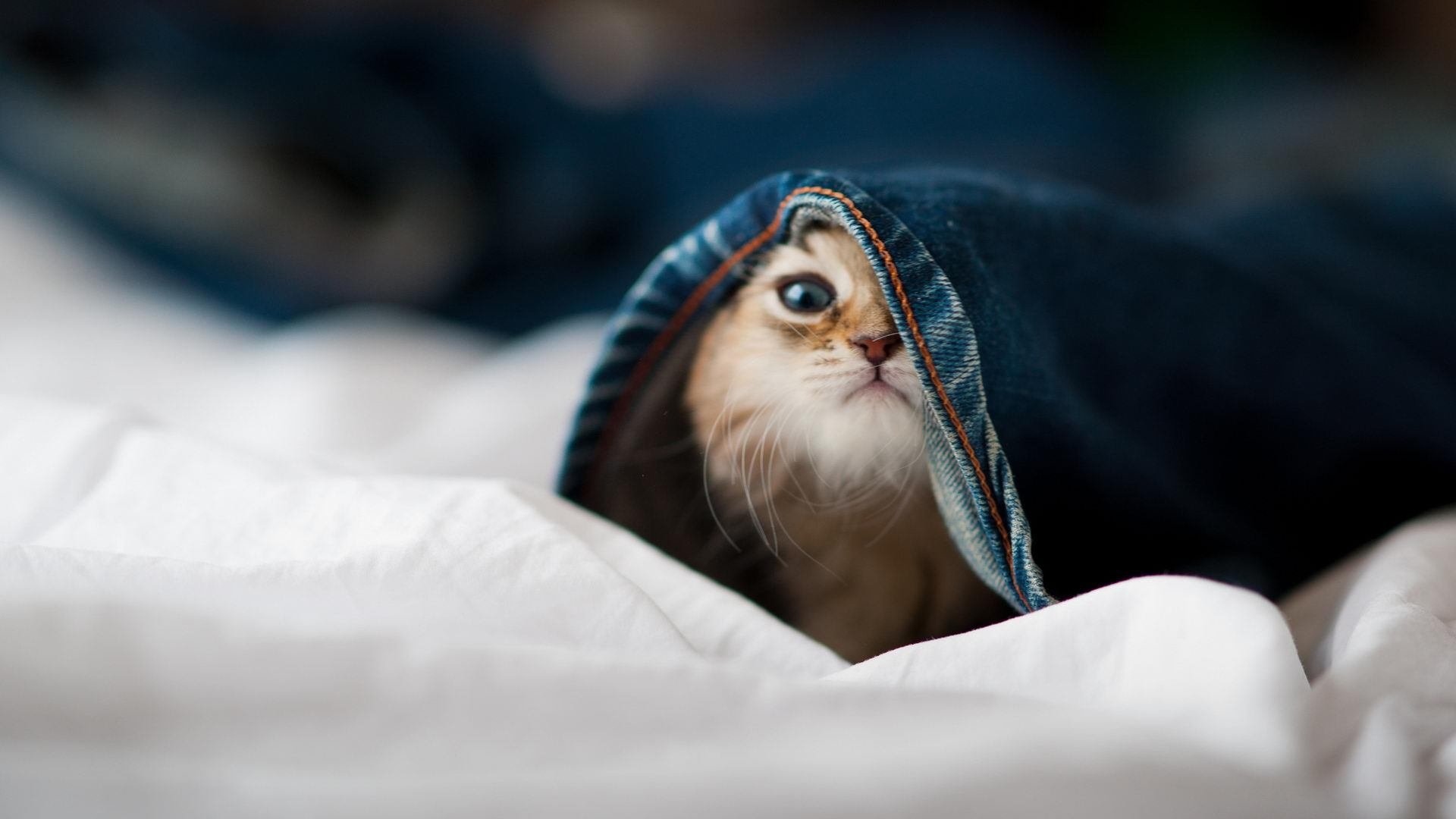 铁卫擎天柱!阿拉巴封神一战,欧洲红魔碾碎非洲新星