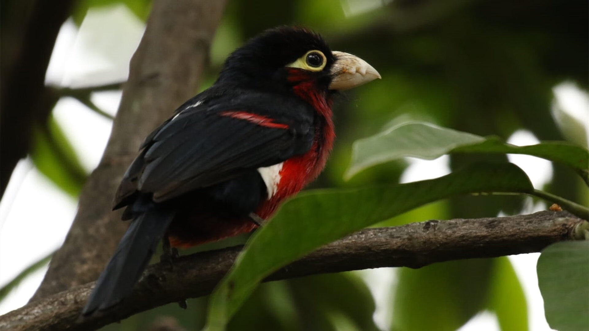 利拉德关键三分穿心箭 活塞决胜局险胜骑士带走胜利