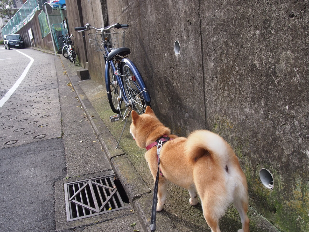 欧文神兵天降!决胜时刻一剑封喉 湖人惊险逆转鹈鹕