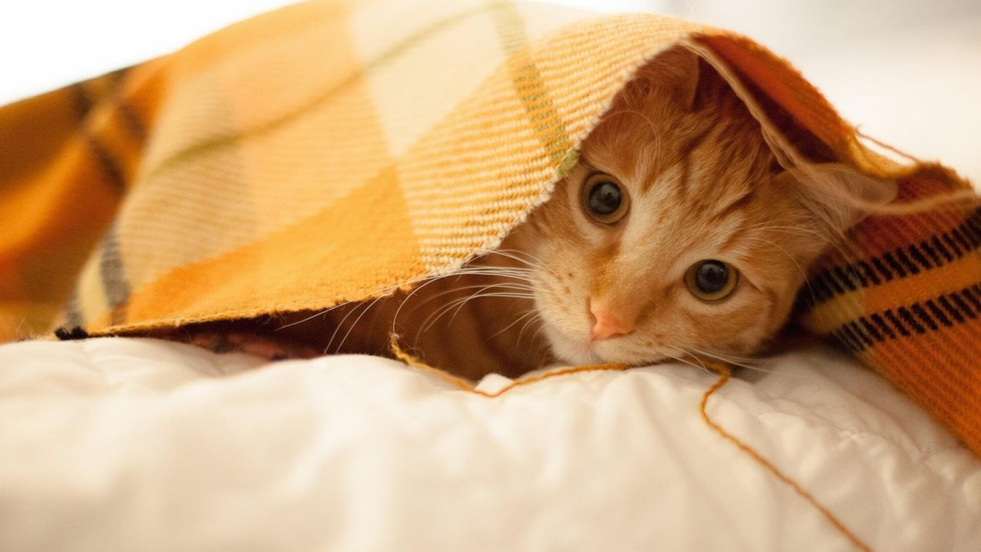 东方智慧压制西方天赋,辽宁队战术锁死森林狼,保罗化身关键先生