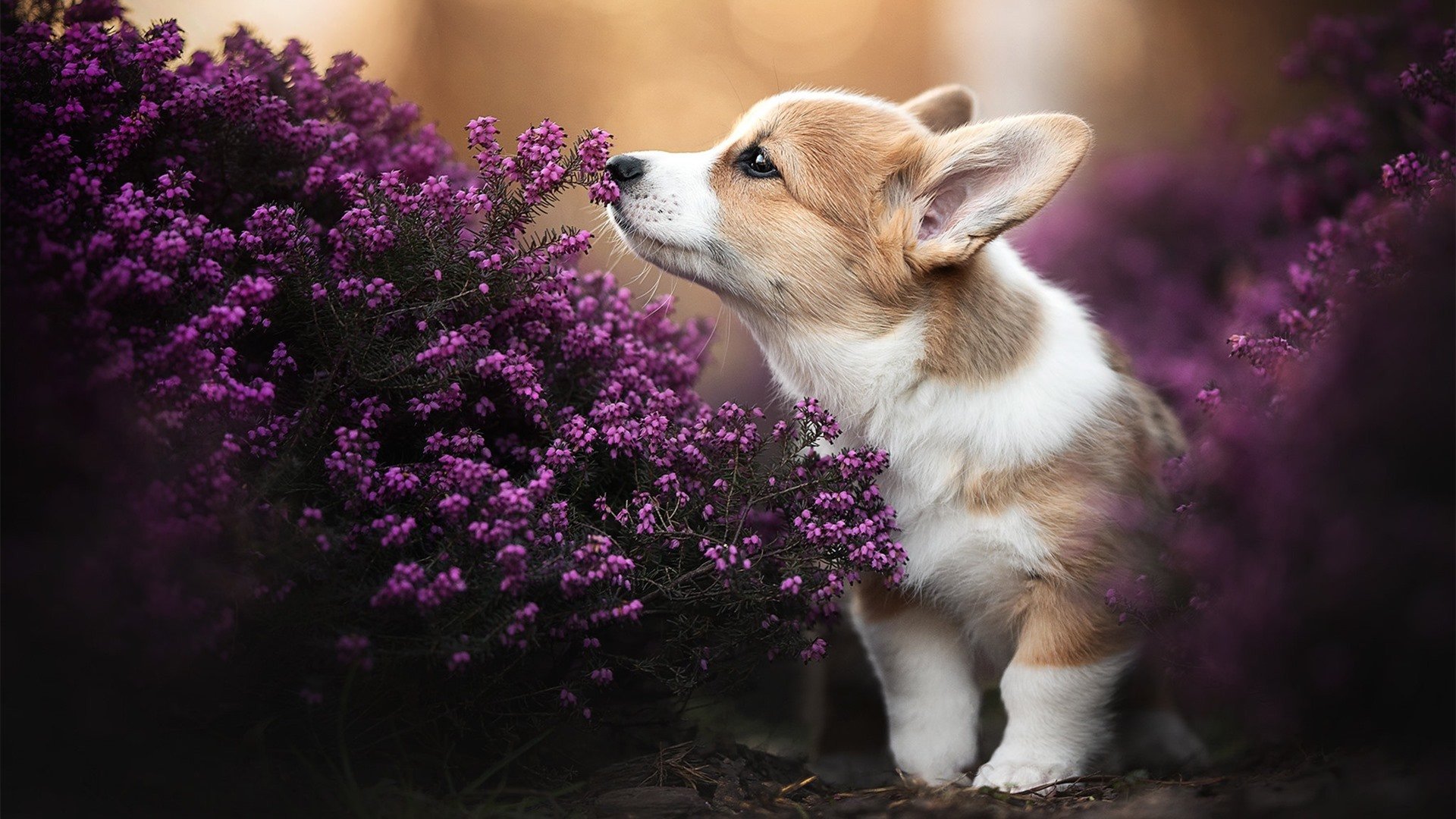 范戴克,攻防转换的艺术大师与毕尔巴鄂闪电战的现代启示