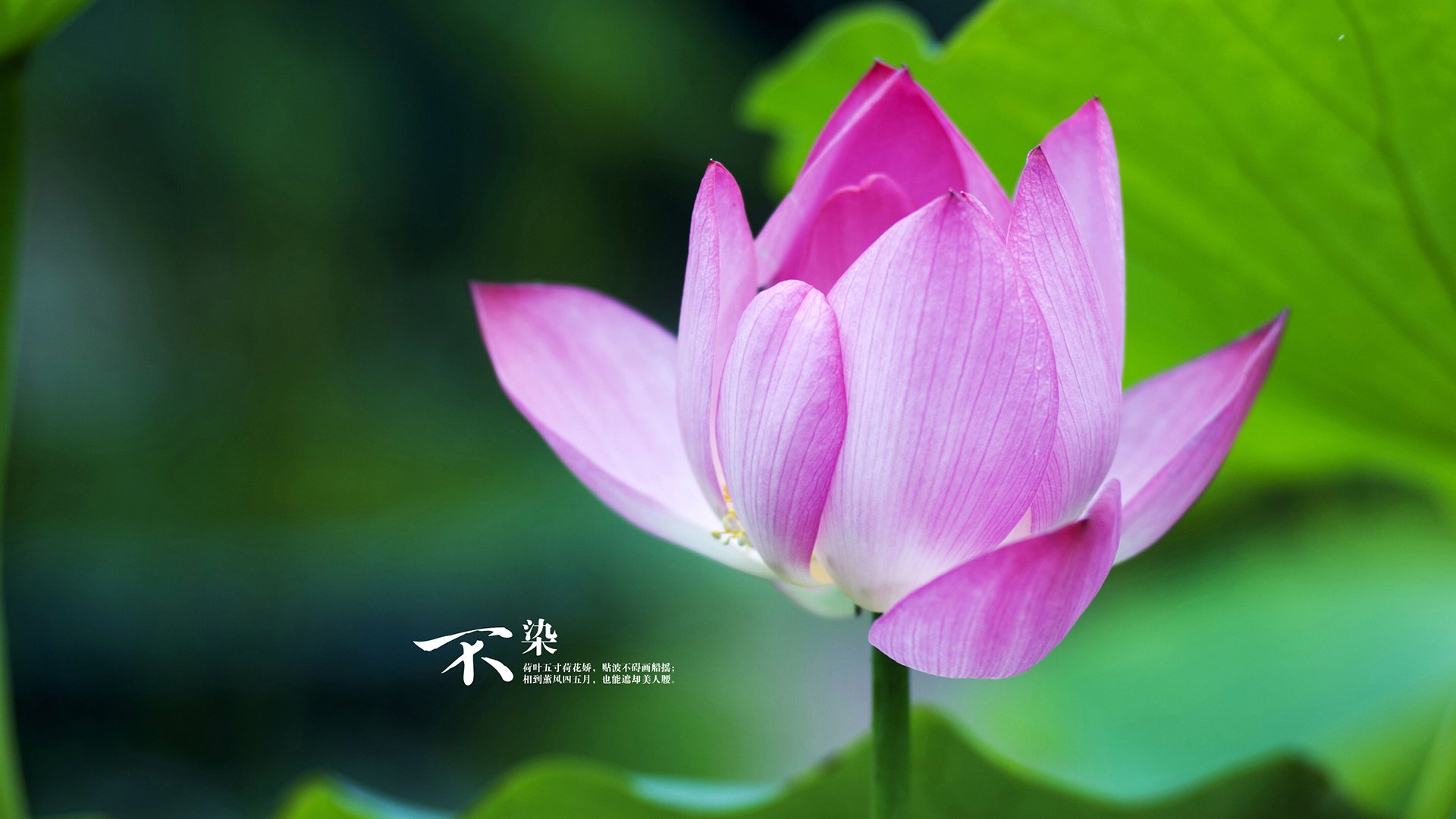 箭破苍穹,鹿角破盾,哈登与雄鹿的各自征途