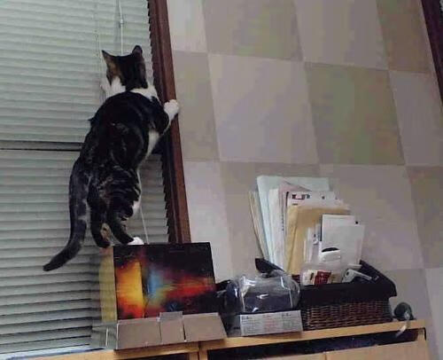 比利亚雷亚尔的精密锁链,2026世界杯,用战术手术刀肢解几内亚雄狮